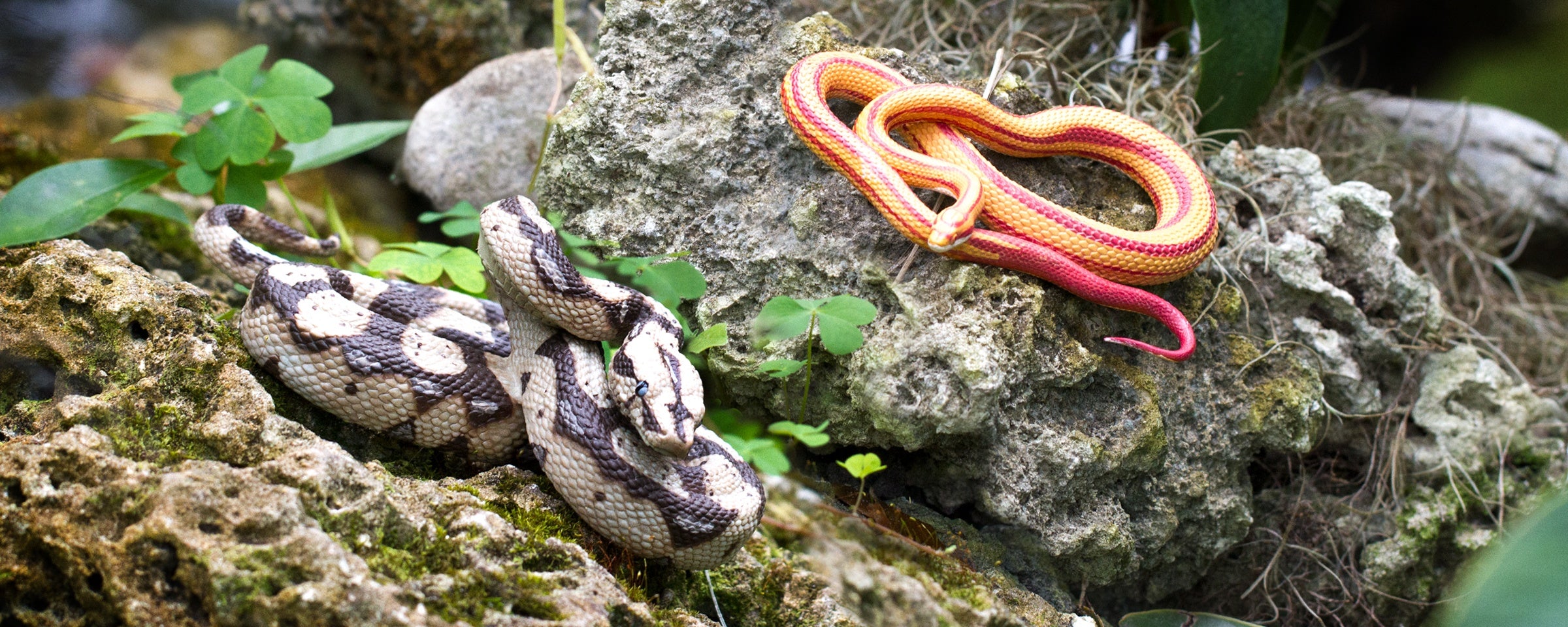 Safari Ltd® Slithers into Serpent Day! - Safari Ltd®