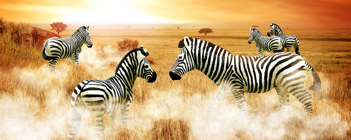 Earn Your Stripes! It’s International Zebra Day! - Safari Ltd®