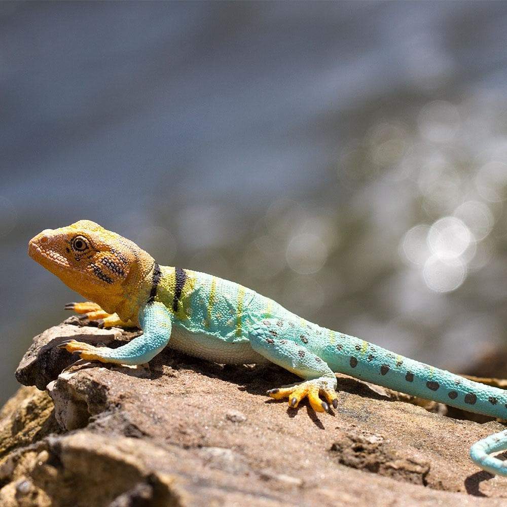 Collared Lizard Toy