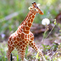 Reticulated Giraffe Toy