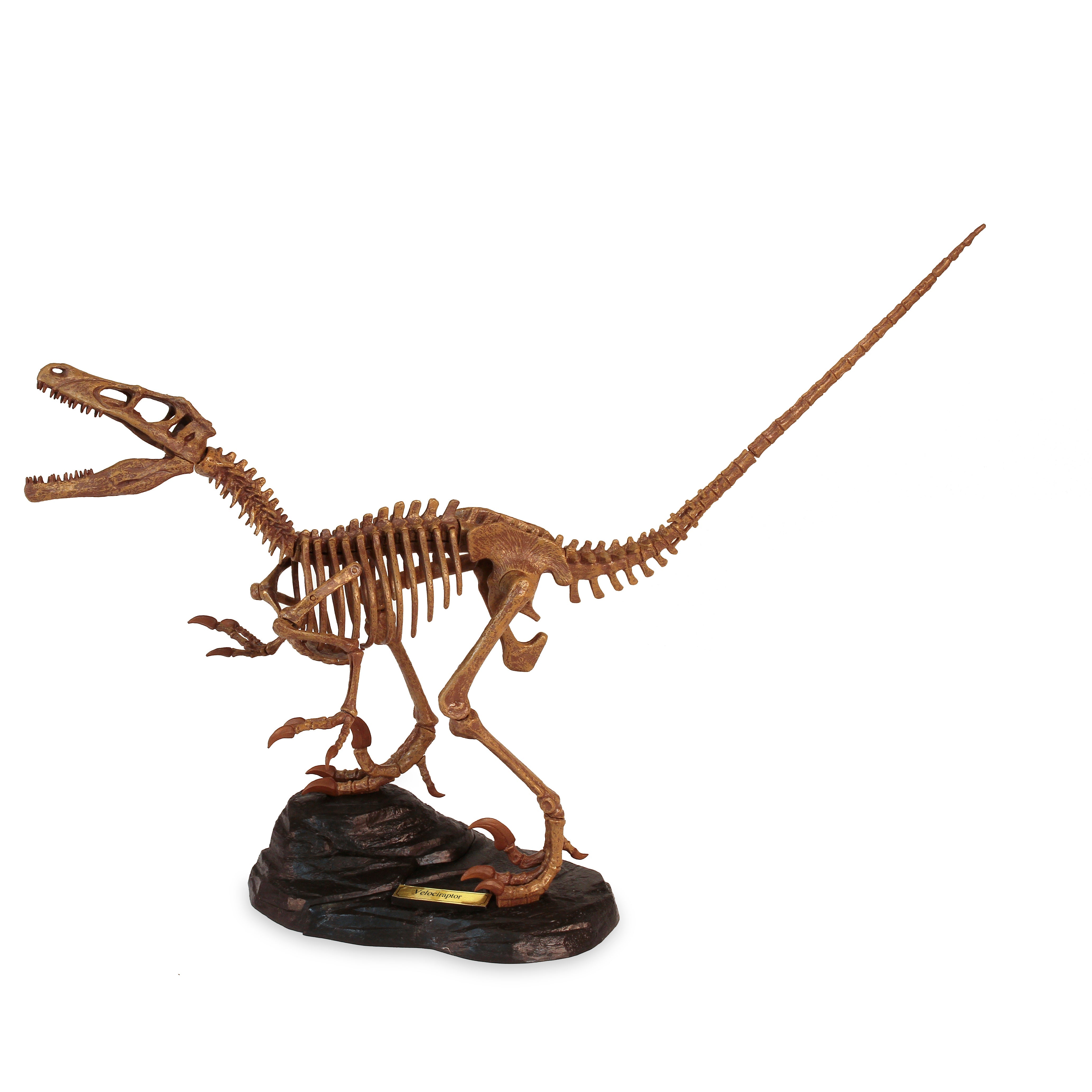 Dr. Steve Hunters GEOWorld Paleo Expedition Velociraptor Replica Skeleton Kit - 25 pieces |  | Safari Ltd®