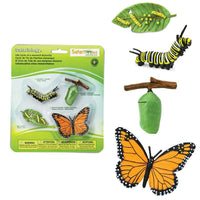 Life Cycle of a Monarch Butterfly