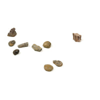 Dr. Steve Hunters Fossils from All Over the World  - 10 Fossils Science & Education Toy Set |  | Safari Ltd®