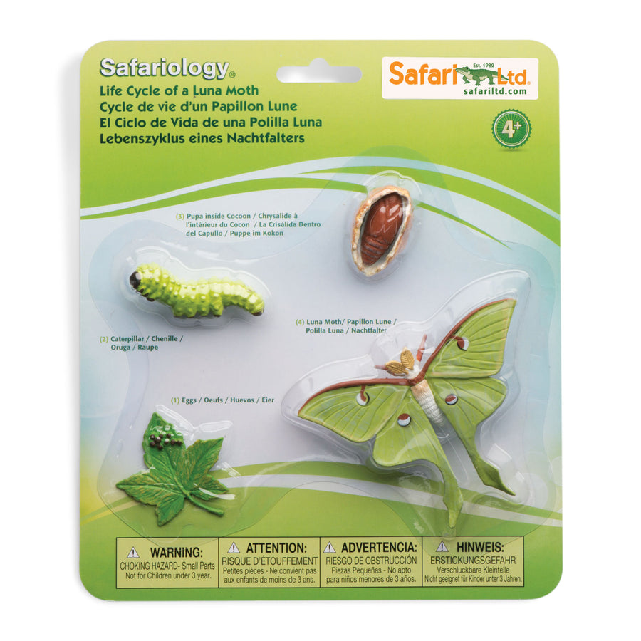 Life Cycle of a Luna Moth - Safari Ltd®