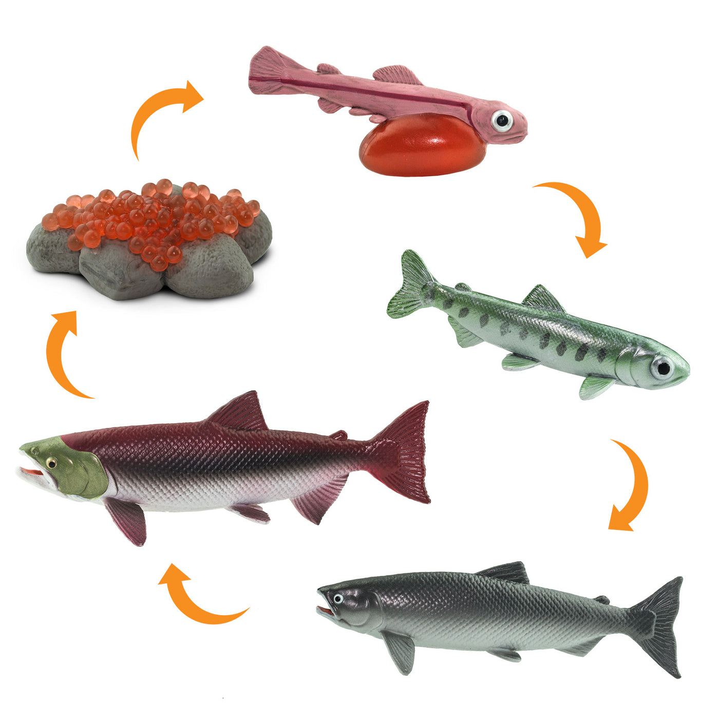 Life Cycle of a Salmon - Safari Ltd®