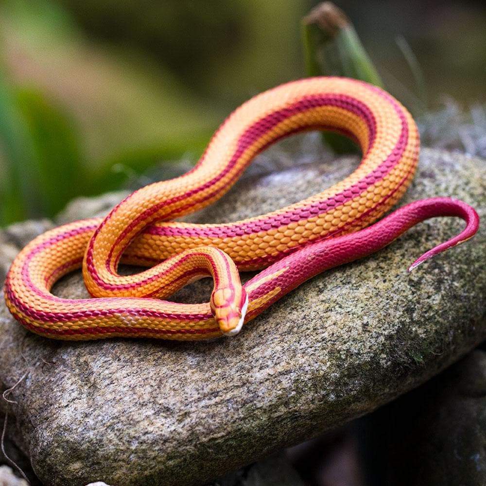 Corn Snake Toy