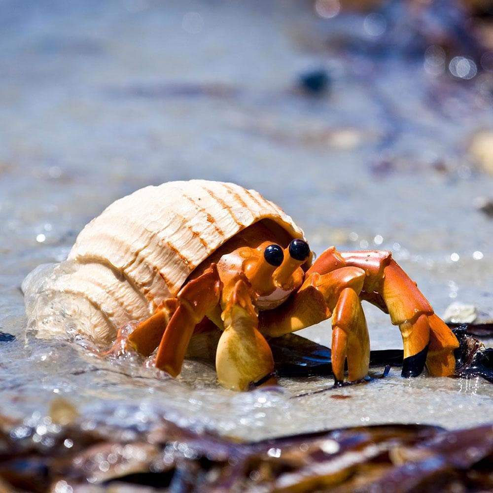 Hermit Crab Toy | Incredible Creatures | Safari Ltd®