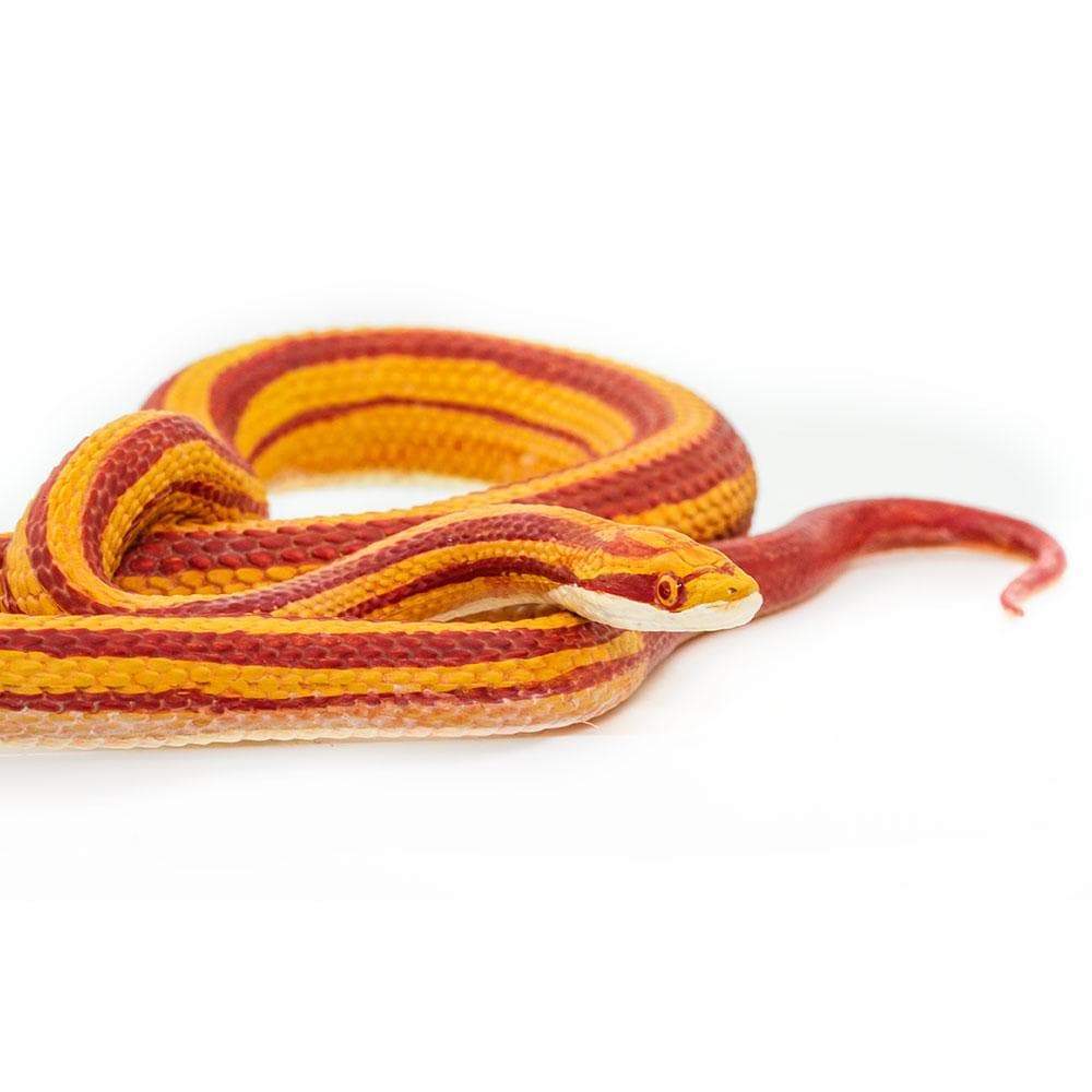 Corn Snake Toy