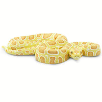 Albino Burmese Python - Safari Ltd®