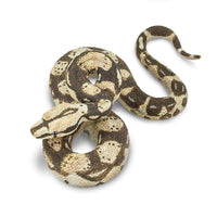 Boa Constrictor Toy | Incredible Creatures | Safari Ltd®