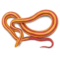 Corn Snake - Safari Ltd®