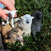 Black Sheep Toy | Farm | Safari Ltd®