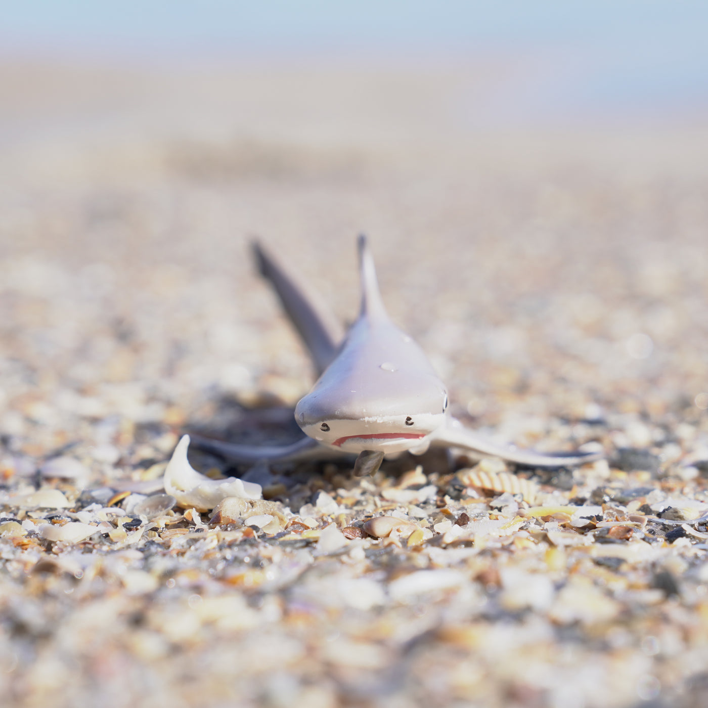 Blacktip Reef Shark Toy | Sea Life | Safari Ltd®