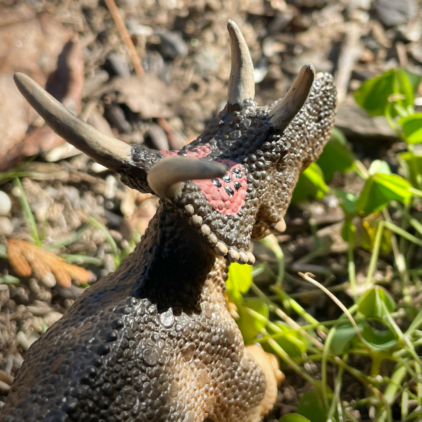 Diabloceratops Toy | Dinosaur Toys | Safari Ltd®