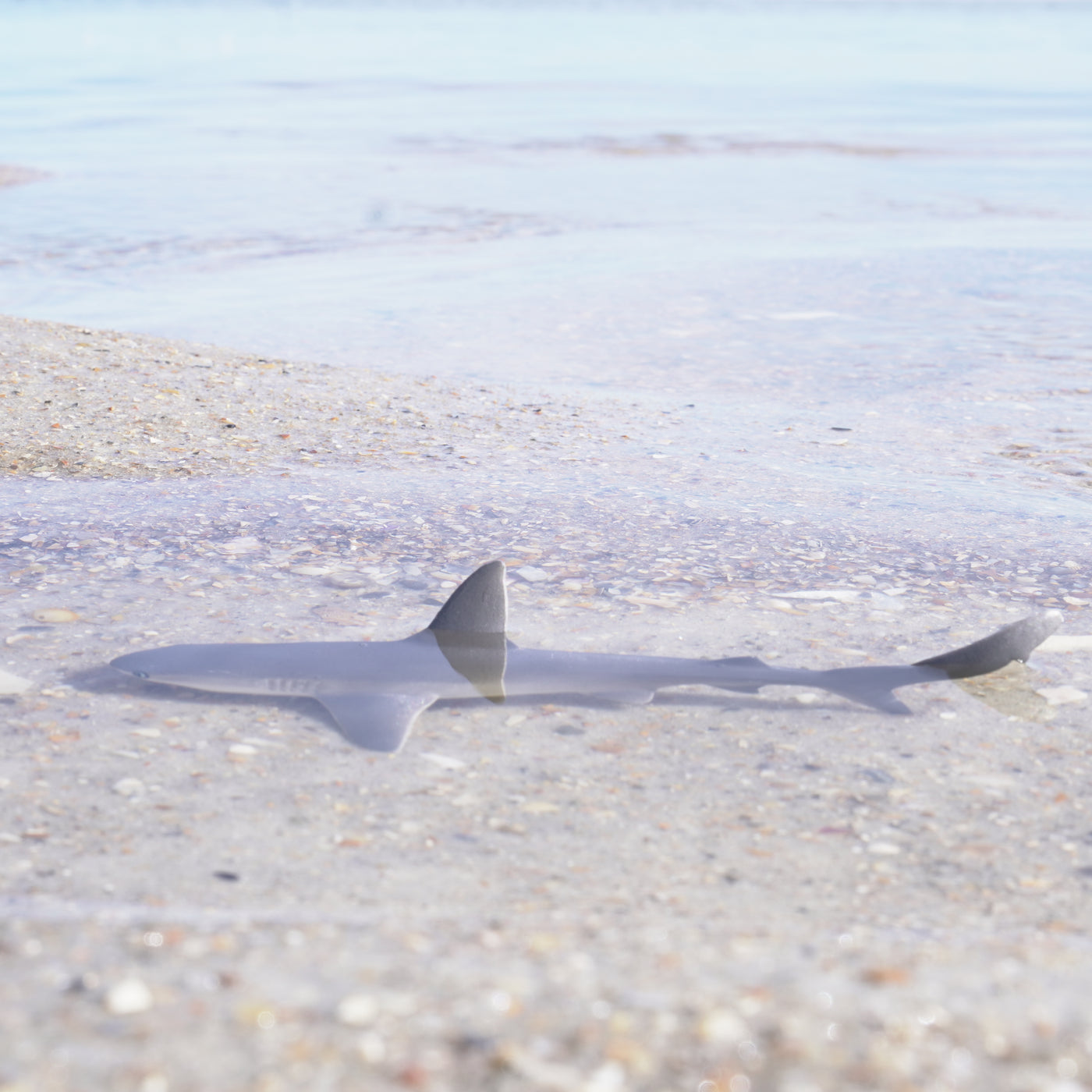 Gray Reef Shark Toy | Sea Life | Safari Ltd®