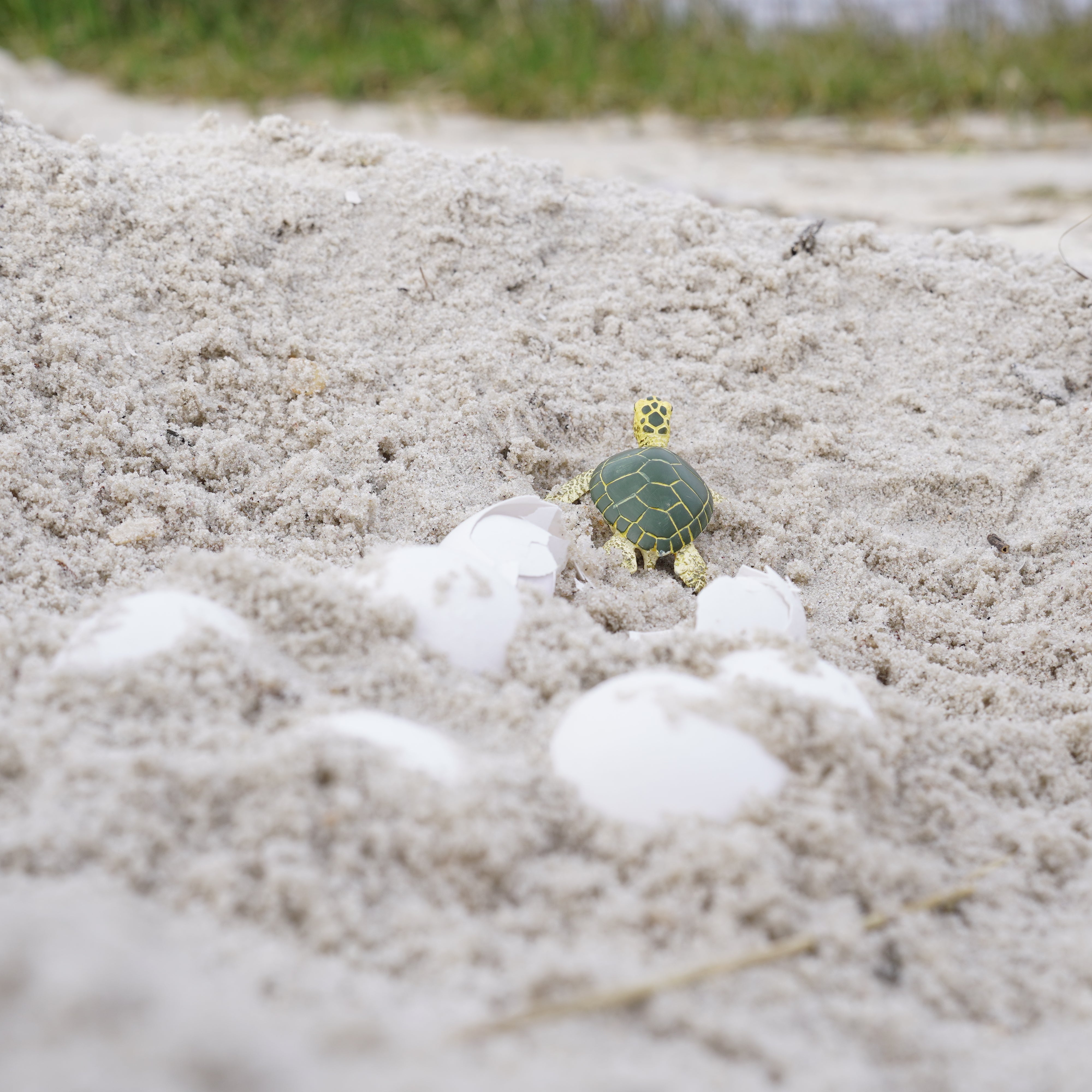 Green Sea Turtle Baby Toy | Sea Life | Safari Ltd®