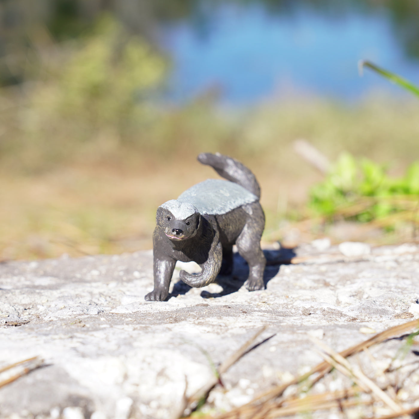 Honey Badger Toy | Wildlife Animal Toys | Safari Ltd®