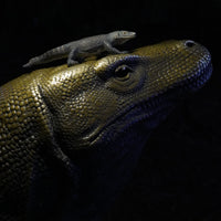 Komodo Dragon Toy | Wildlife Animal Toys | Safari Ltd®