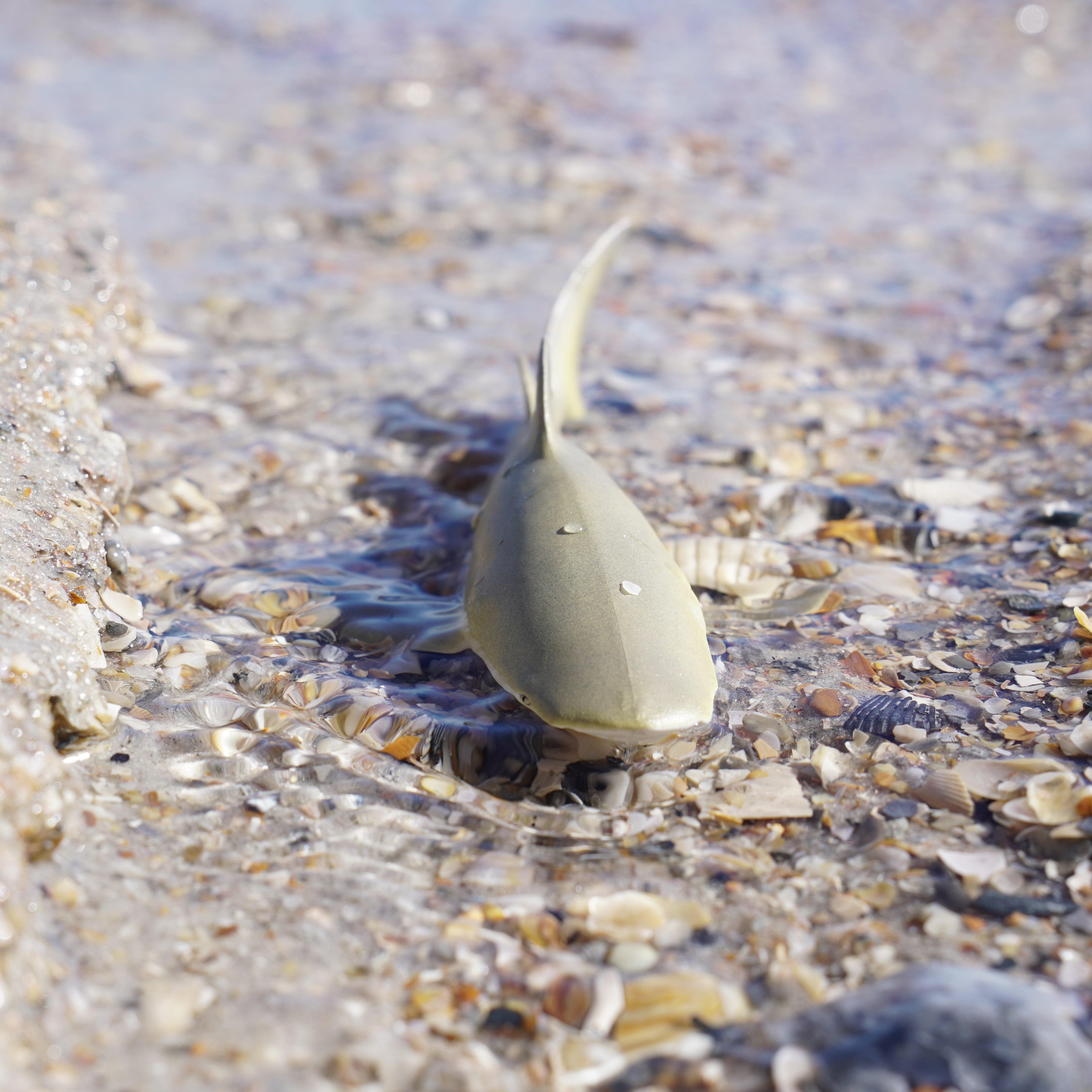 Lemon Shark Toy | Sea Life | Safari Ltd®