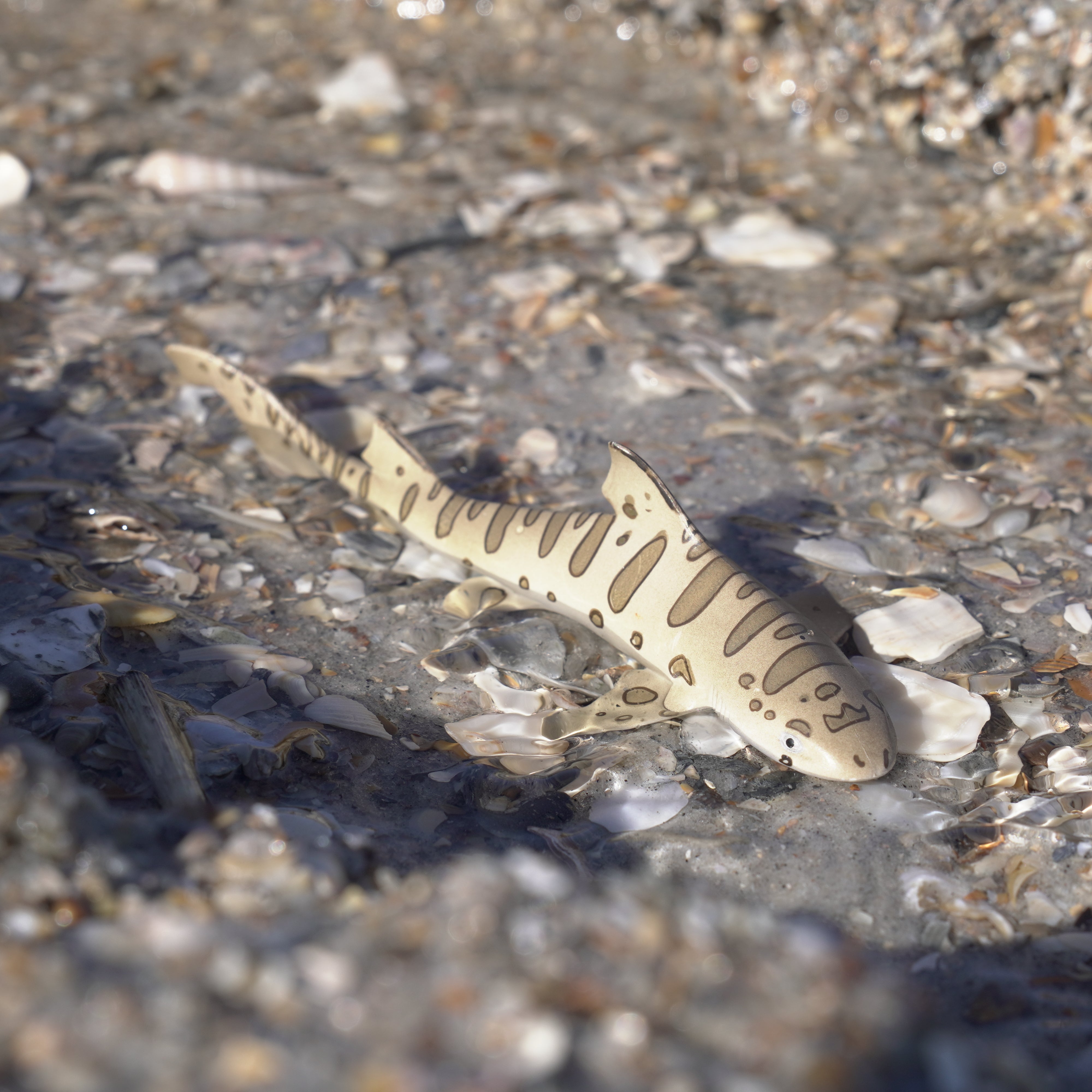 Leopard Shark Toy | Sea Life | Safari Ltd®