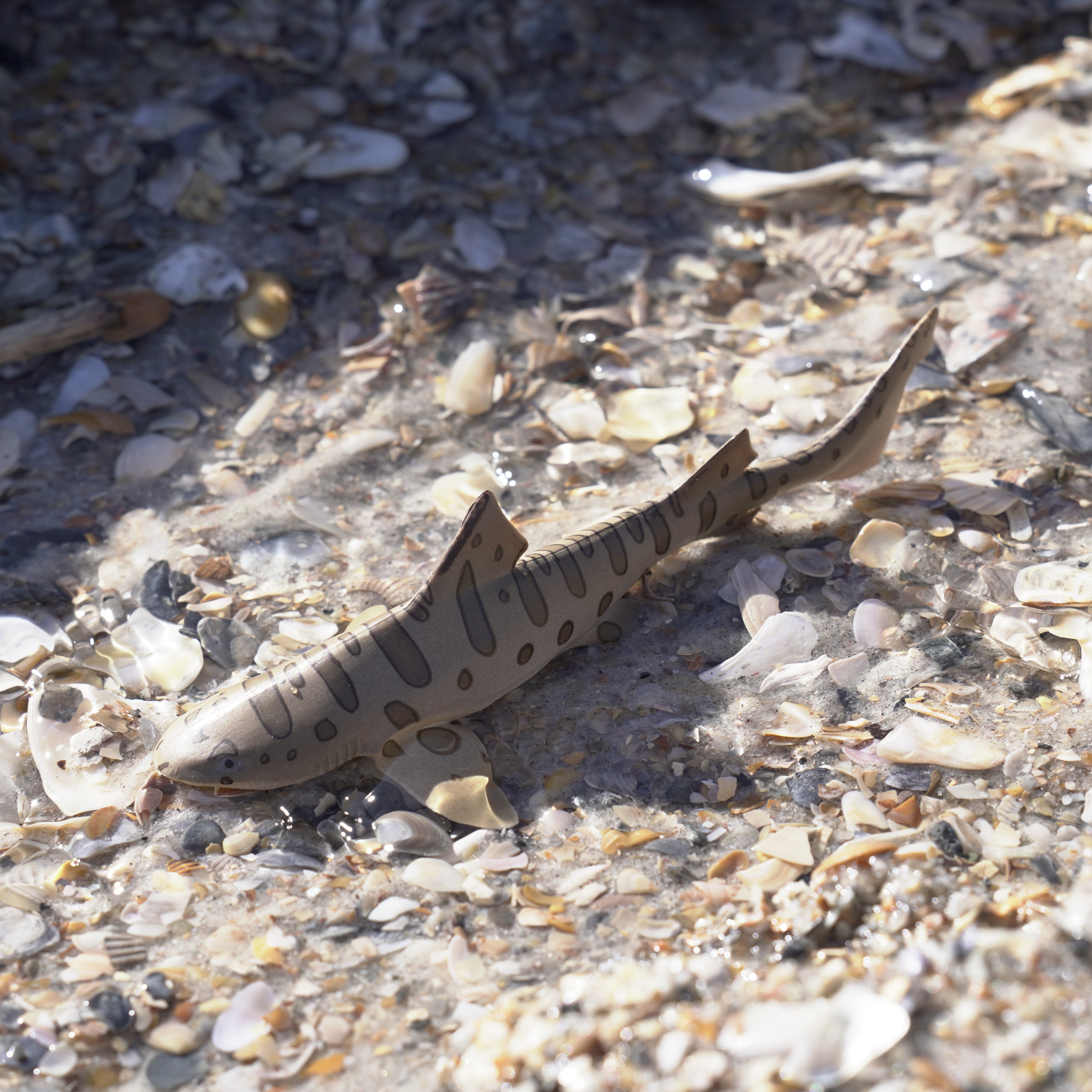 Leopard Shark Toy | Sea Life | Safari Ltd®