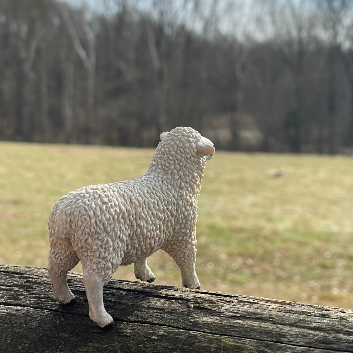 Sheep | Farm | Safari Ltd®