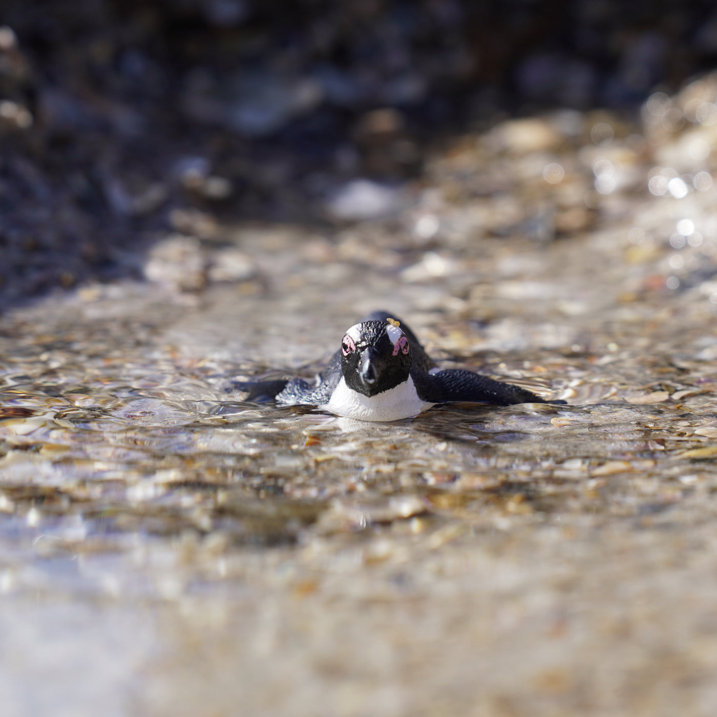 South African Penguin Toy | Sea Life | Safari Ltd®