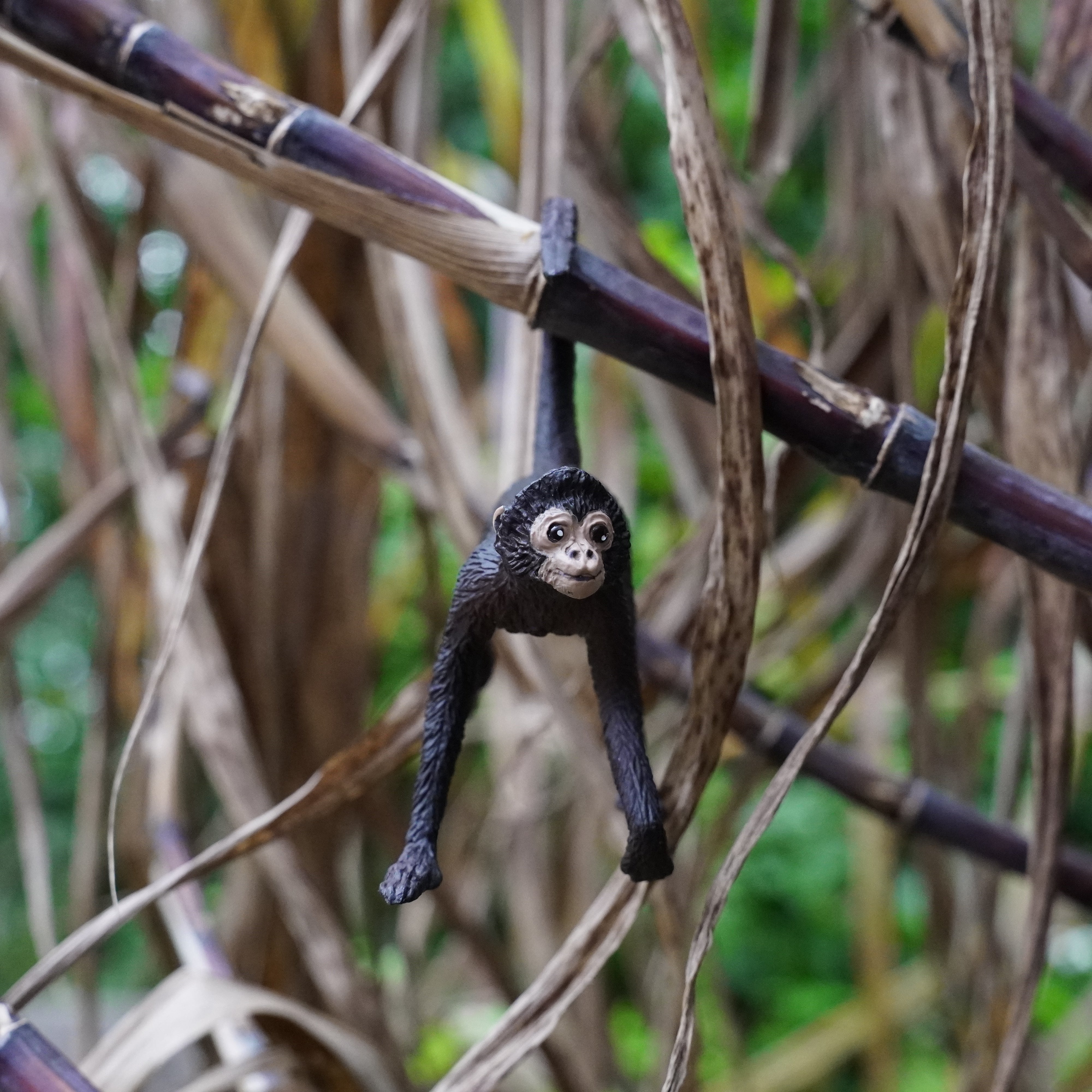 Spider Monkey Toy | Wildlife Animal Toys | Safari Ltd®