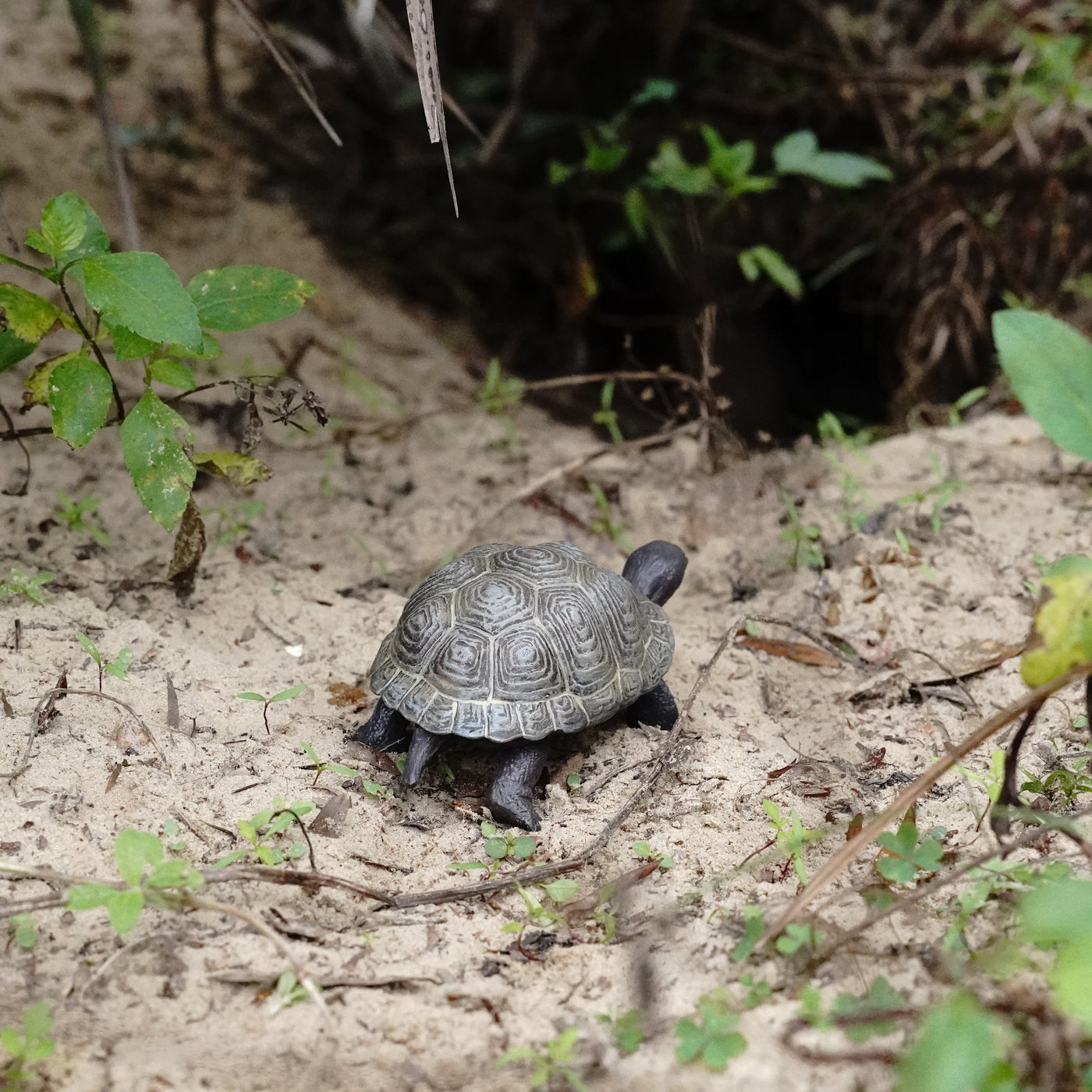 Tortoise Baby | Incredible Creatures | Safari Ltd®