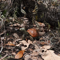 Giant Tortoise Toy | Wildlife Animal Toys | Safari Ltd®