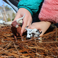 Watusi Bull Toy | Farm | Safari Ltd®