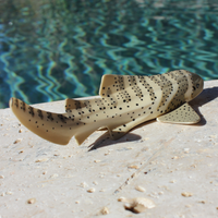 Zebra Shark Toy | Sea Life | Safari Ltd®