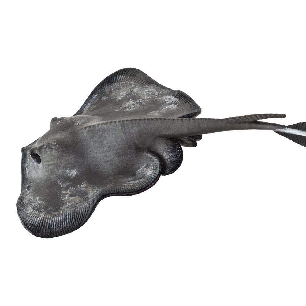 Sting Ray Toy | Incredible Creatures | Safari Ltd®