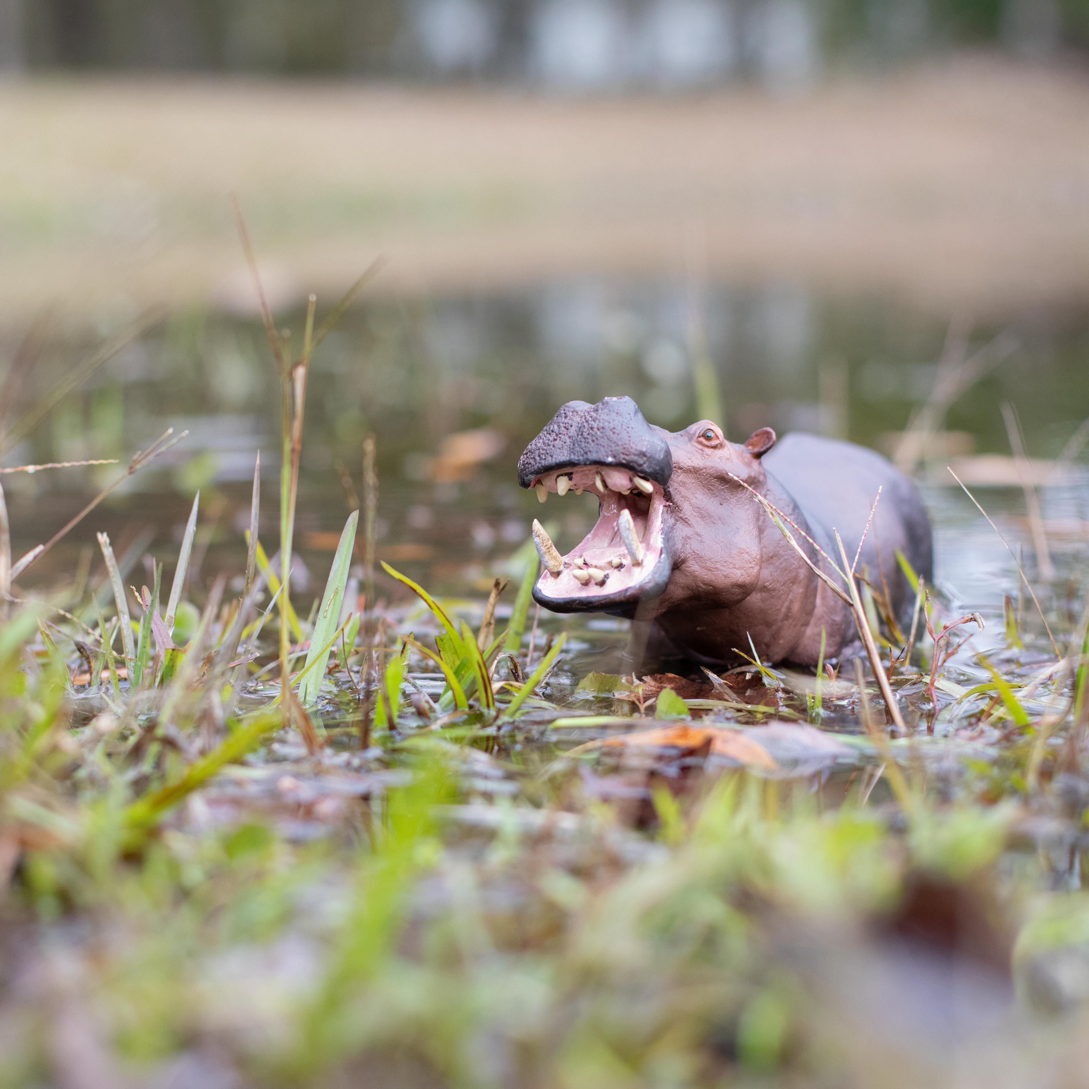 Hippopotamus Toy | Wildlife Animal Toys | Safari Ltd®