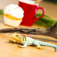 Collared Lizard - Safari Ltd®