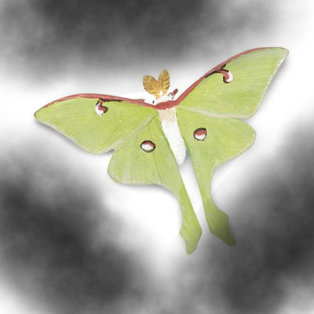 Life Cycle of a Luna Moth