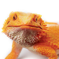 Bearded Dragon Toy