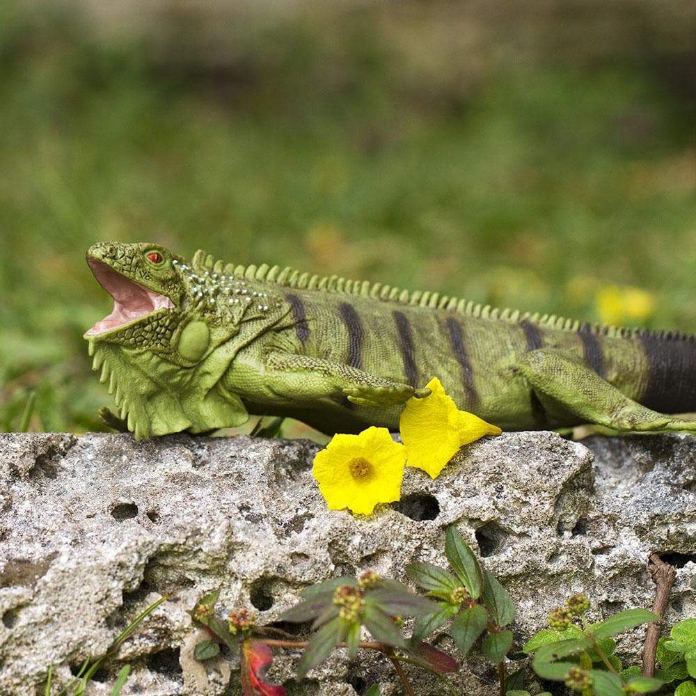 Iguana Toy | Incredible Creatures | Safari Ltd®