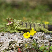 Iguana Toy | Incredible Creatures | Safari Ltd®