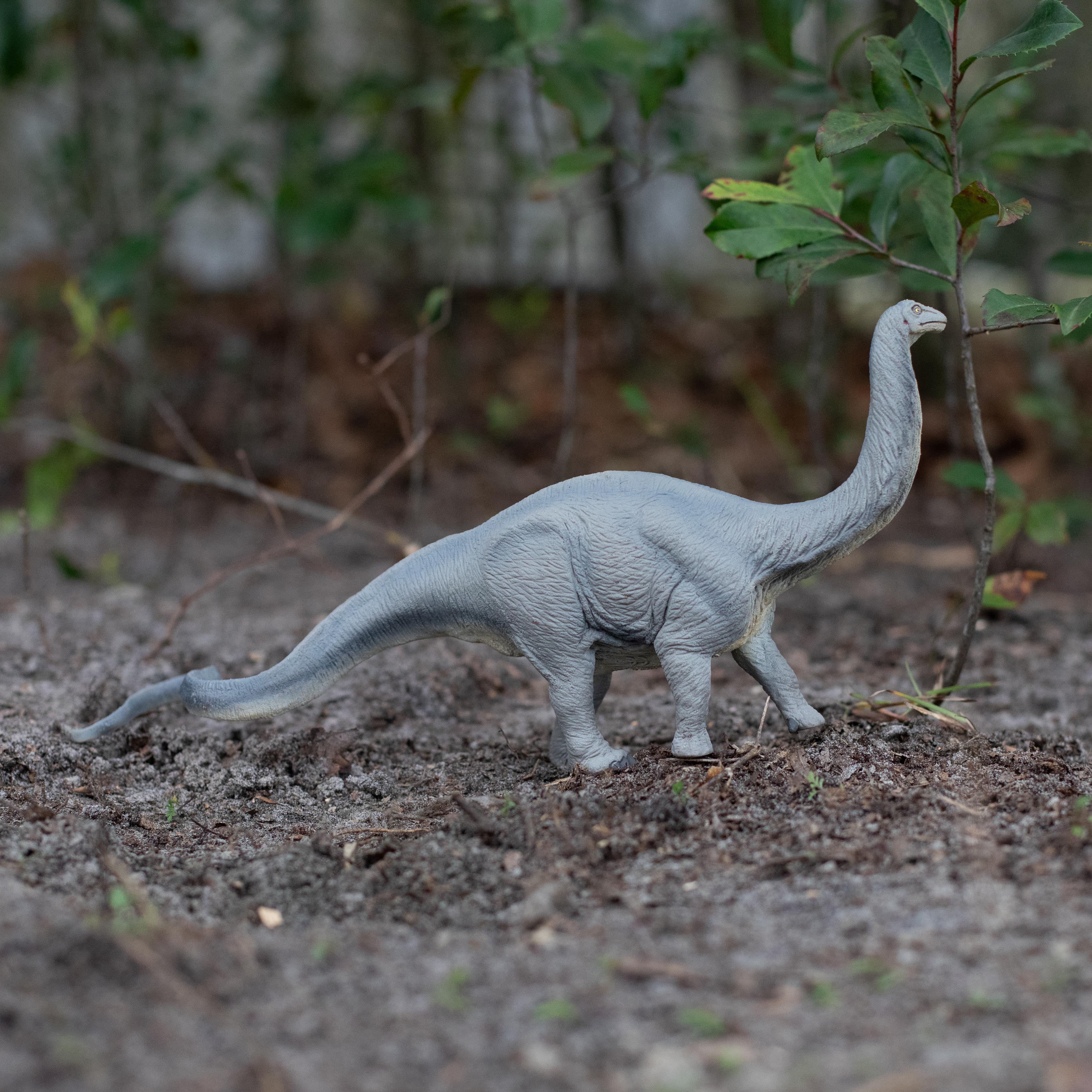 Apatosaurus Toy | Dinosaur Toys | Safari Ltd®