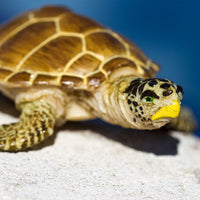 Loggerhead Turtle Toy