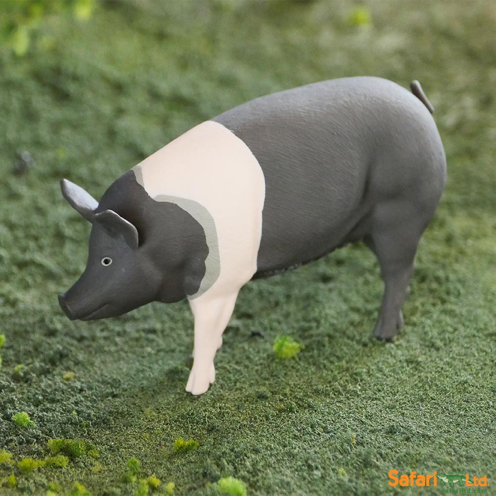 Hampshire Pig Toy