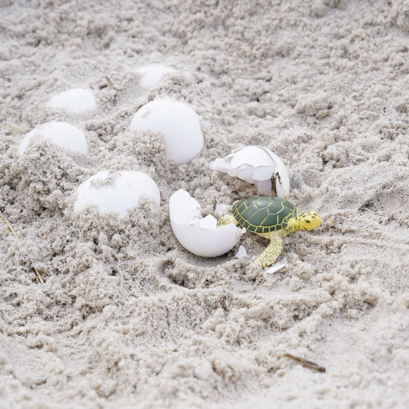 Green Sea Turtle Baby Toy