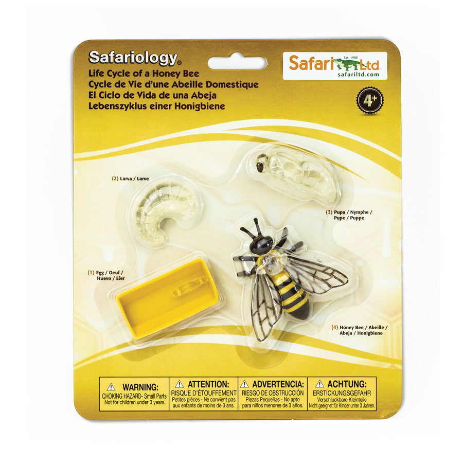 Life Cycle of a Honey Bee - Safari Ltd®