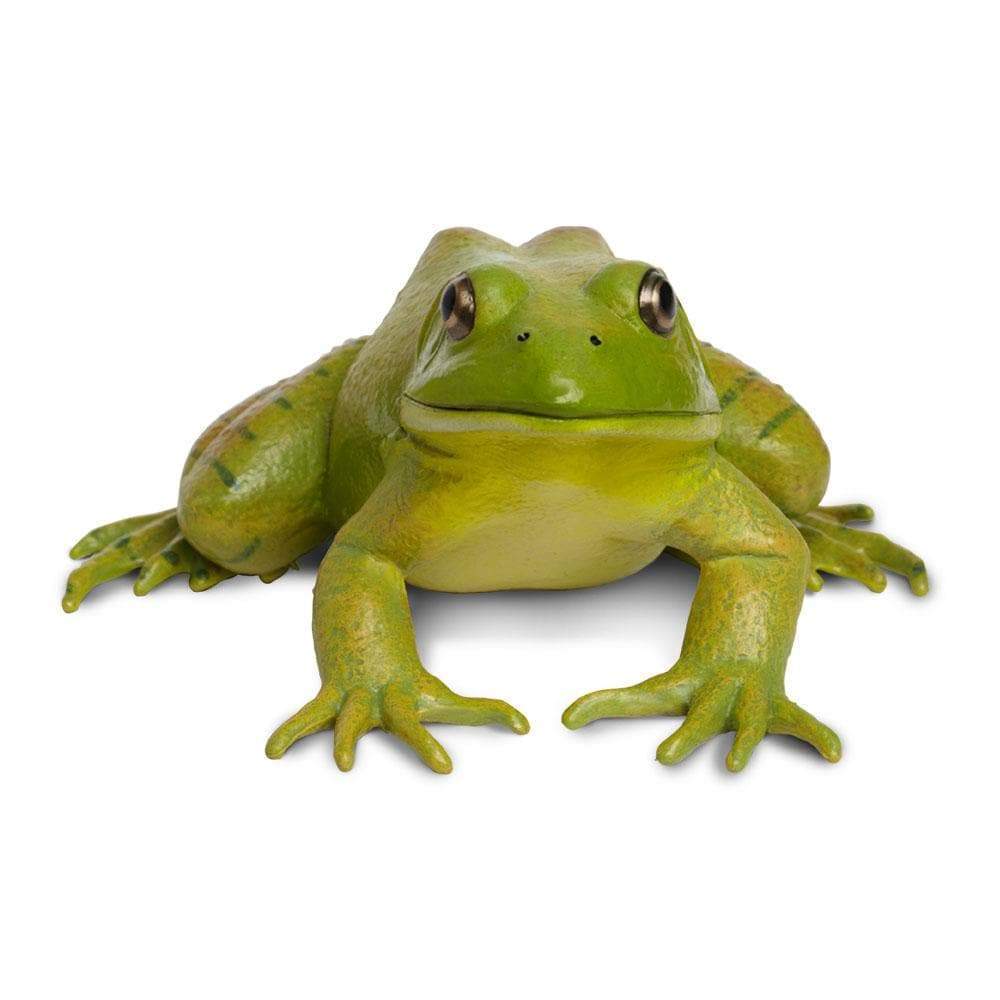 American Bullfrog Toy | Incredible Creatures | Safari Ltd®