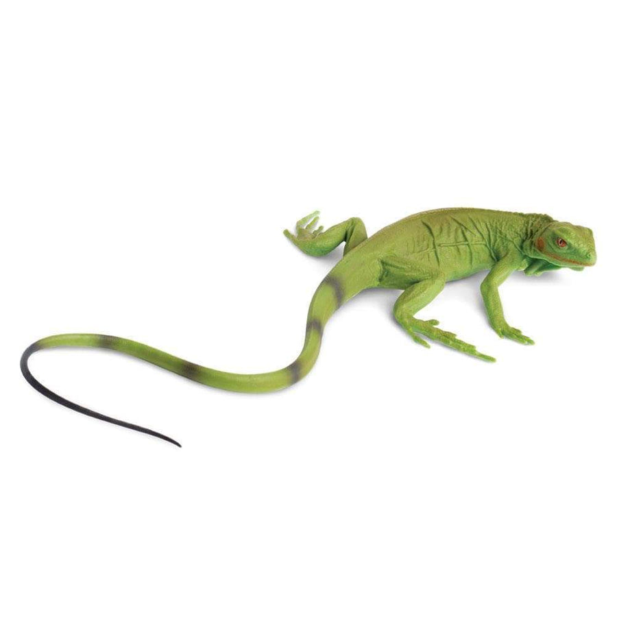 Iguana Baby - Safari Ltd®