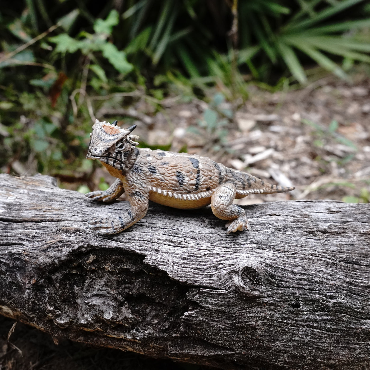 Horned Lizard Toy | Incredible Creatures | Safari Ltd®