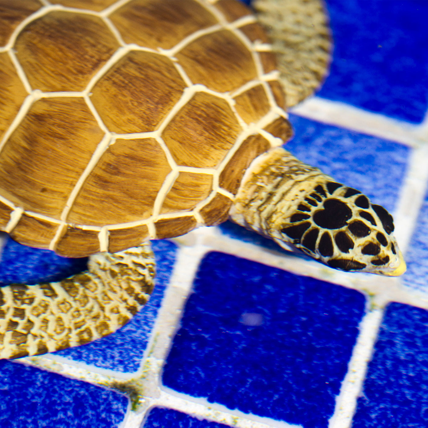 Loggerhead Turtle Toy