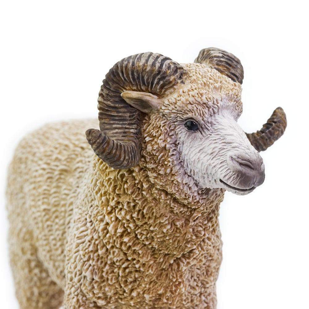 Ram