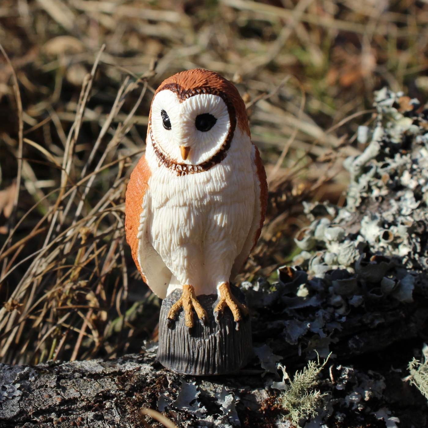 Barn Owl